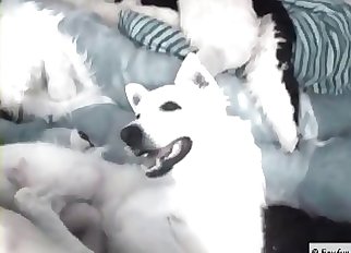 Ass-fuck foray in the bestiality style