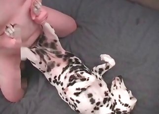 Dalmata